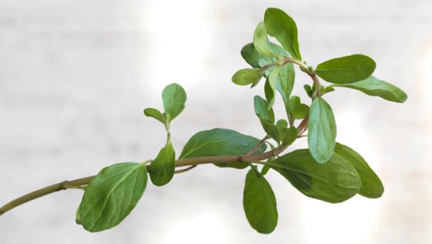 Marjoram