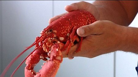 Choosing cooked lobster